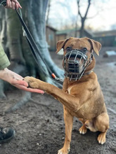 SIMBA, Hund, Labrador-Mix in Hamburg - Bild 3