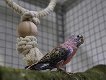 AOCASAAN, Vogel, Bourkesittich in Hamburg - Bild 1