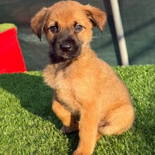 VIOLA, Hund, Mischlingshund in Rumänien - Bild 4