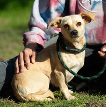 LAMBADA, Hund, Dackel-Terrier-Mix in Ungarn - Bild 1