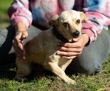 LAMBADA, Hund, Dackel-Terrier-Mix in Ungarn - Bild 2