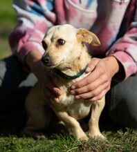 LAMBADA, Hund, Dackel-Terrier-Mix in Ungarn - Bild 3