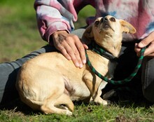 LAMBADA, Hund, Dackel-Terrier-Mix in Ungarn - Bild 4