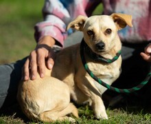 LAMBADA, Hund, Dackel-Terrier-Mix in Ungarn - Bild 5