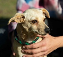 LAMBADA, Hund, Dackel-Terrier-Mix in Ungarn - Bild 6