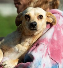 LAMBADA, Hund, Dackel-Terrier-Mix in Ungarn - Bild 7