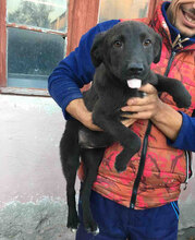 MALIAH, Hund, Labrador-Mix in Bulgarien - Bild 8