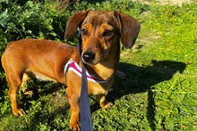 MARTAPICCOLA, Hund, Dackel-Terrier-Mix in Italien - Bild 1