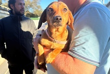 MARTAPICCOLA, Hund, Dackel-Terrier-Mix in Italien - Bild 11