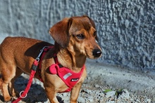 MARTAPICCOLA, Hund, Dackel-Terrier-Mix in Italien - Bild 2