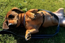 MARTAPICCOLA, Hund, Dackel-Terrier-Mix in Italien - Bild 4