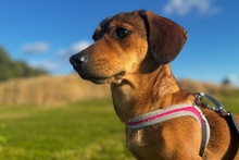 MARTAPICCOLA, Hund, Dackel-Terrier-Mix in Italien - Bild 5