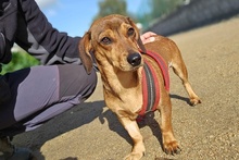 MARTAPICCOLA, Hund, Dackel-Terrier-Mix in Italien - Bild 6