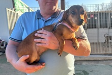 MARTAPICCOLA, Hund, Dackel-Terrier-Mix in Italien - Bild 8