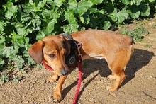 MARTAPICCOLA, Hund, Dackel-Terrier-Mix in Italien - Bild 9