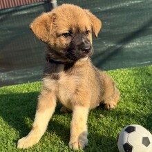 VRONI, Hund, Mischlingshund in Rumänien - Bild 2