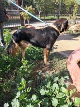 BOBOS, Hund, Mischlingshund in Griechenland - Bild 3