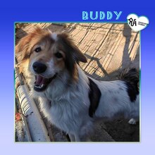 BUDDY, Hund, Mischlingshund in Bulgarien - Bild 1