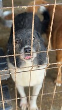 HELENE, Hund, Mischlingshund in Rumänien - Bild 10