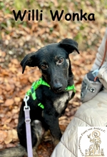 WILLIWONKA, Hund, Mischlingshund in Herrsching