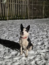 HAILEY, Hund, Mischlingshund in Schwielowsee - Bild 2