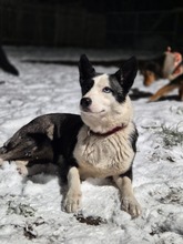 HAILEY, Hund, Mischlingshund in Schwielowsee - Bild 3