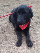 RAFFI, Hund, Mischlingshund in Bosnien und Herzegowina - Bild 1