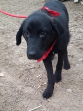RAFFI, Hund, Mischlingshund in Bosnien und Herzegowina - Bild 2