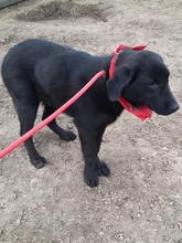 RAFFI, Hund, Mischlingshund in Bosnien und Herzegowina - Bild 3