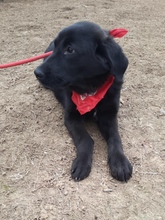 RAFFI, Hund, Mischlingshund in Bosnien und Herzegowina - Bild 4
