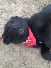 RAFFI, Hund, Mischlingshund in Bosnien und Herzegowina - Bild 5