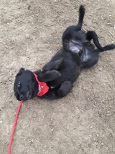 RAFFI, Hund, Mischlingshund in Bosnien und Herzegowina - Bild 6