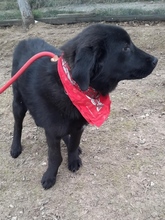 RAFFI, Hund, Mischlingshund in Bosnien und Herzegowina - Bild 7