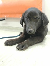 RAFFI, Hund, Mischlingshund in Bosnien und Herzegowina - Bild 8