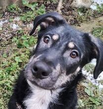 GIGI, Hund, Mischlingshund in Slowakische Republik - Bild 1