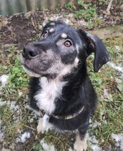 GIGI, Hund, Mischlingshund in Slowakische Republik - Bild 2