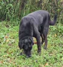 LEONARDO, Hund, Mischlingshund in Italien - Bild 2