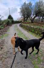 LEONARDO, Hund, Mischlingshund in Italien - Bild 4