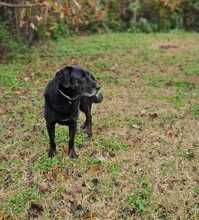 LEONARDO, Hund, Mischlingshund in Italien - Bild 6