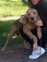 WAPI, Hund, Mischlingshund in Italien - Bild 3