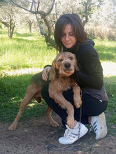 WAPI, Hund, Mischlingshund in Italien - Bild 4