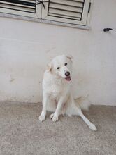 NEVE, Hund, Maremma Abruzzenhund in Italien - Bild 2