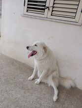 NEVE, Hund, Maremma Abruzzenhund in Italien - Bild 3