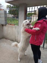 NEVE, Hund, Maremma Abruzzenhund in Italien - Bild 4