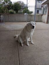 NEVE, Hund, Maremma Abruzzenhund in Italien - Bild 5