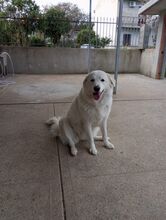 NEVE, Hund, Maremma Abruzzenhund in Italien - Bild 8