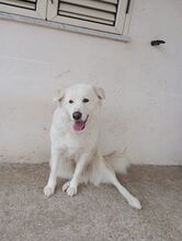 NEVE, Hund, Maremma Abruzzenhund in Italien - Bild 9