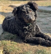 OTTO, Hund, Mischlingshund in Rumänien - Bild 1