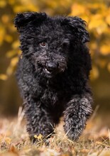 OTTO, Hund, Pumi-Mix in Oberkotzau