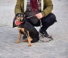 MIKA, Hund, Pinscher-Mix in Spanien - Bild 2